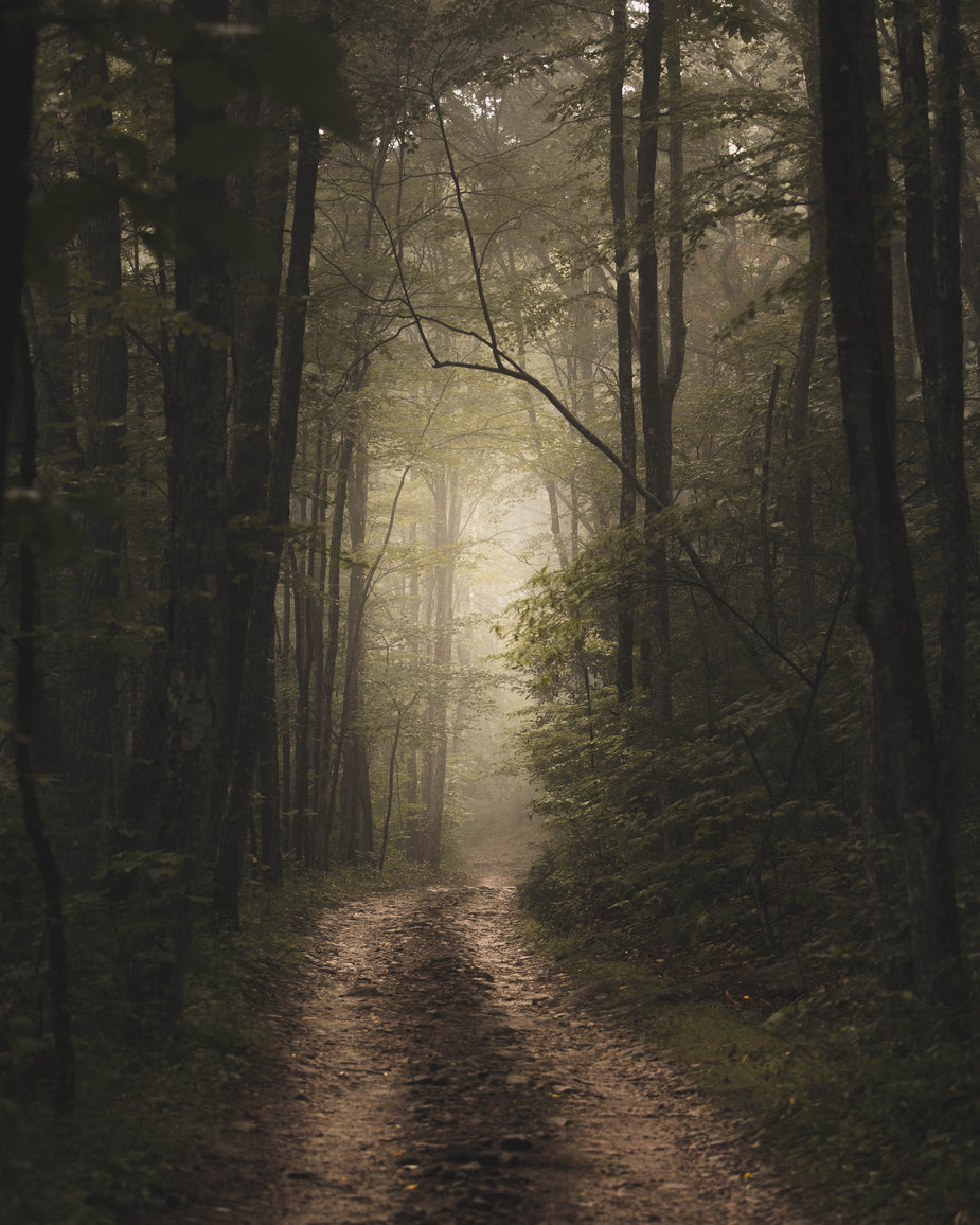 road-lined-with-misty-fog-and-green-trees.jpg